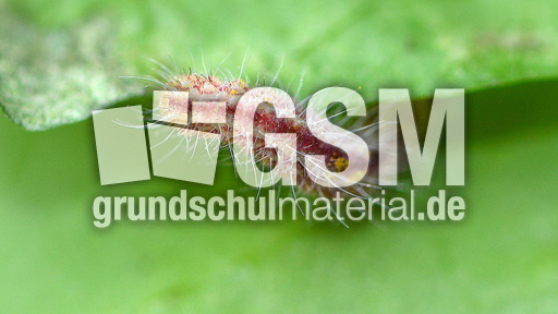 Schmetterlingsraupe (9).jpg